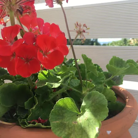 Christianna Studios Lejlighed *